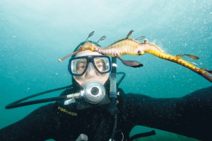 Saving weedy: A new report reveals more of the life lived in Western Port by the weedy seadragon, Victoria’s official marine faunal emblem. The research will aid habitat management and preservation efforts.