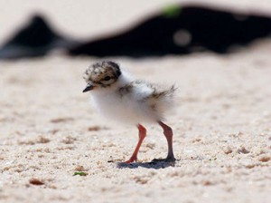 baby plover 1