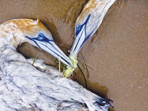 tangled gannets2
