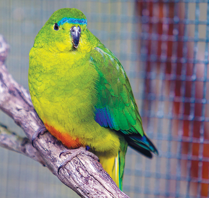 Leading the way: Moonlit Sanctuary and Wildlife Conservation Park has won international acclaim for its dedication to providing the “best possible care” to its animals. The popular Pearcedale wildlife park also runs a number of conservation initiatives, including a successful breeding program for orange bellied parrots. The first of the purpose bred parrots are due to be released back into the wild in Tasmania this month. Picture: Gary Sissons