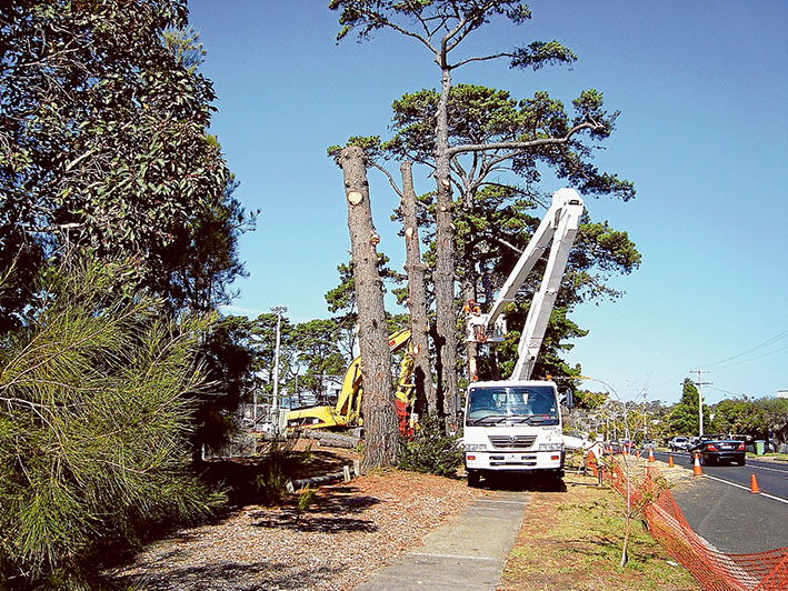 Old pines of youth: Workers of Mt Eliza-based tree removal contractor Laurie Brown gets stuck in to some of the 50-odd pines at CB Wilson Reserve.