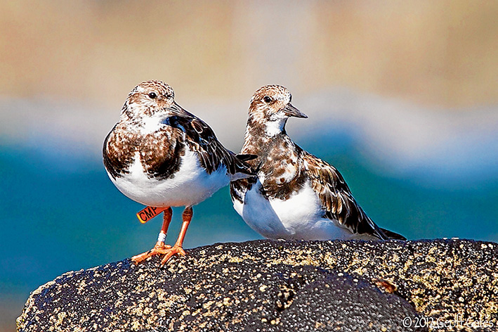 Bird watch: Coloured flags attached ruddy turnstones, above, have provided useful information about their global wanderings. Plans are now being made to for satellite-tracked transmitters grey plovers, right, to unwravel the mystery of their annual migration. Pictures: Geoff Gates and Ady Boyle (plovers)