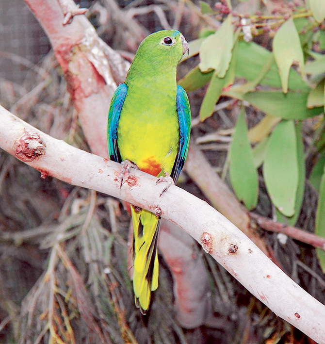 Rare bird: One of the orange-bellied parrots in the captive breeding program at Moonlit Sanctuary in Pearcedale. Picture: Yanni