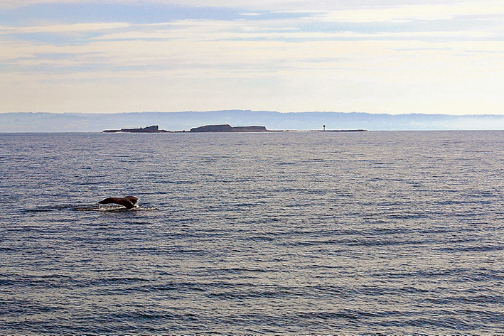 whale1