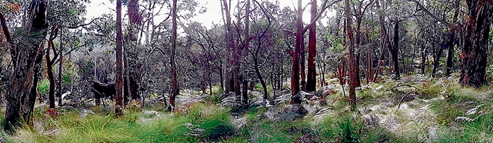 Bush bash: Pristine bush on land where Hillview Quarries wants to dig a new quarry. Picture supplied