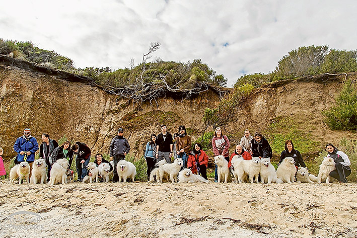 Furry friends: Members of the Samoyed Club parade their dogs on the pier at Safety Beach. Picture: Geoff Stebbing