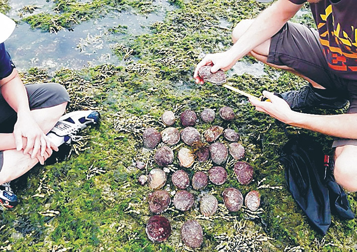 abalone2