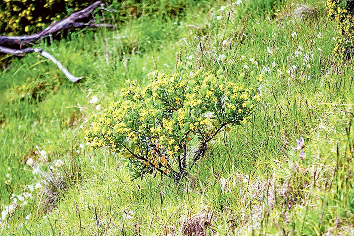 Pretty awful: The pest plant South African boneseed is flowering around the peninsula including on roadsides and in parks such as Arthurs Seat State Park. Picture: Yanni