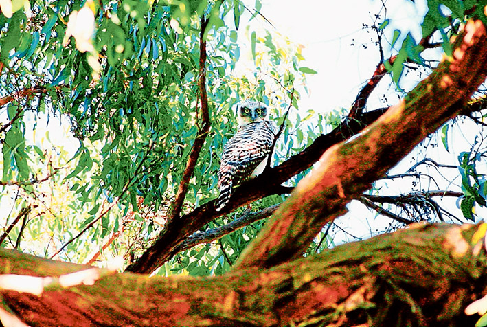 Giving a hoot: A survey is underway to keep track of where powerful owls live on the Mornington Peninsula so that their habitats can be protected.