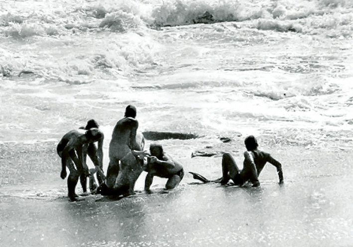Rescuers at the ready: Gunnamatta lifesavers rescued two fathers caught in wild seas at St Andrews on a hot summer’s day in 1975. There were no mobile phones to call for help and the lifesavers were based in a small tin shed. Fifty years later the club is about to celebrate its 50th year of continually being available to rescue swimmers caught in the seas that were once thought too dangerous to enter. Rescue pictures: Keith Platt