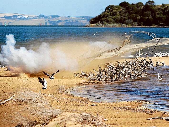 Tag time: Left, Members of the Victorian Wader Study Group preparing to carefully process birds netted at Flinders; above, a male ruddy turnstone has its bill measured (the blue tag indicates it was originally caught at King Is and probably called into Flinders on its way further south; and, below, a net being fired over birds roosting at Stockyard Point, Western Port. Pictures: Rob Patrick