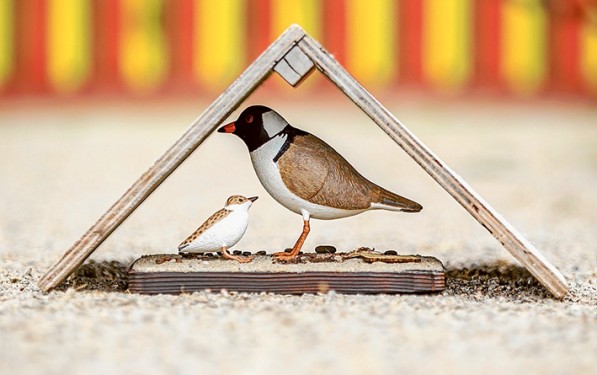 A model of a chick shelter being made at Willum Warrain Aboriginal Association, Hastings.