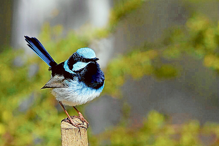 Cute as a button: Superb fairy-wrens have a voracious appetite for insects and are an asset in gardens. Pictures: Patrick K