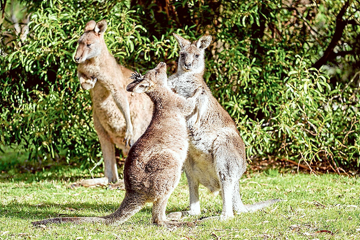 On the move: Buying land for wildlife corridors is seen as the answer to cut the high number of kangaroos and other native animals being hit on Mornington Peninsula roads. Picture: Yanni