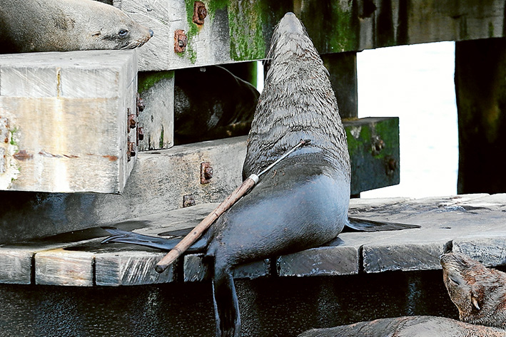 Callous attack: This seal found at Chinaman’s Hat with a harpoon sticking out of its back was taken away for treatment and released the following day. Chinaman’s Hat is a resting place for Australian fure seals and reguarly visited by tour boats. Pictures: Dolphin Research Institute