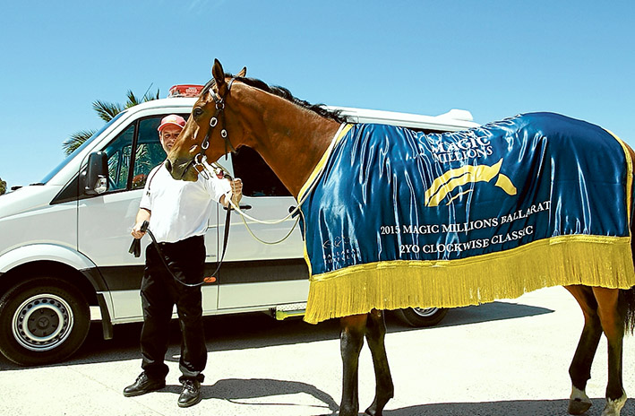 High hopes: Part-owner Peter Seaman with Claro El Banco, above, at his Mornington stables, and below, preparing for the 2016 Magic Millions Classic on the Gold Coast. Picture: Ultimate Racing Photos