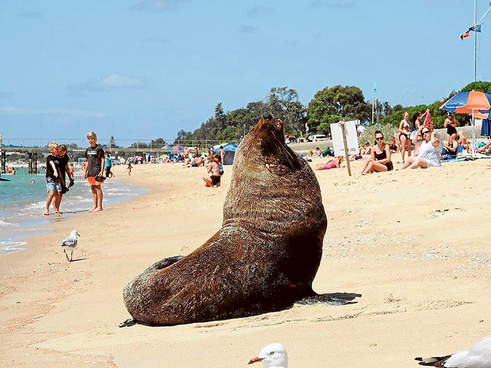 dromana seal