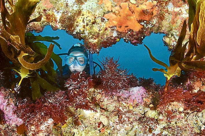 The other world: Filmmaker, author and marine educator Sheree Marris, above, takes a dive in Port Phillip, below, home to a variety of life forms, including the southern blue devil, right. Pictures: Jarrod Boord and Sheree Marris