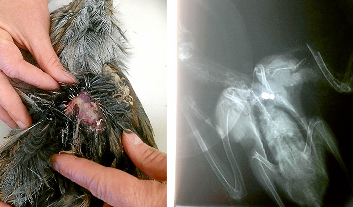 Down and out: An x-ray, top right, reveals the lead slug probably fired from an air rifle which mortally wounded a young tawny frogmouth at Rye; left, the open wound near the bird’s shoulder.