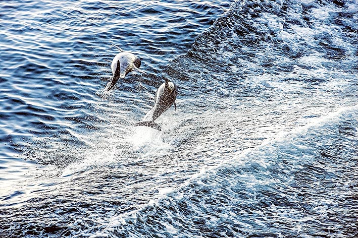 dolphin2