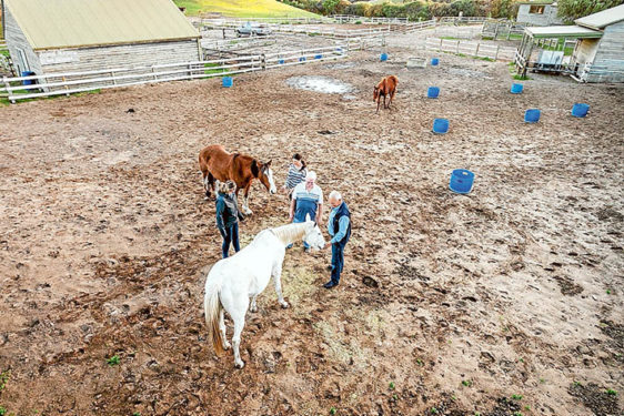 Home paddock: Tony Marks, Lauren Crosbie, Ron Neary and Kim Hopkins with some of their horses at Ace-Hi, Boneo. Picture: Yanni