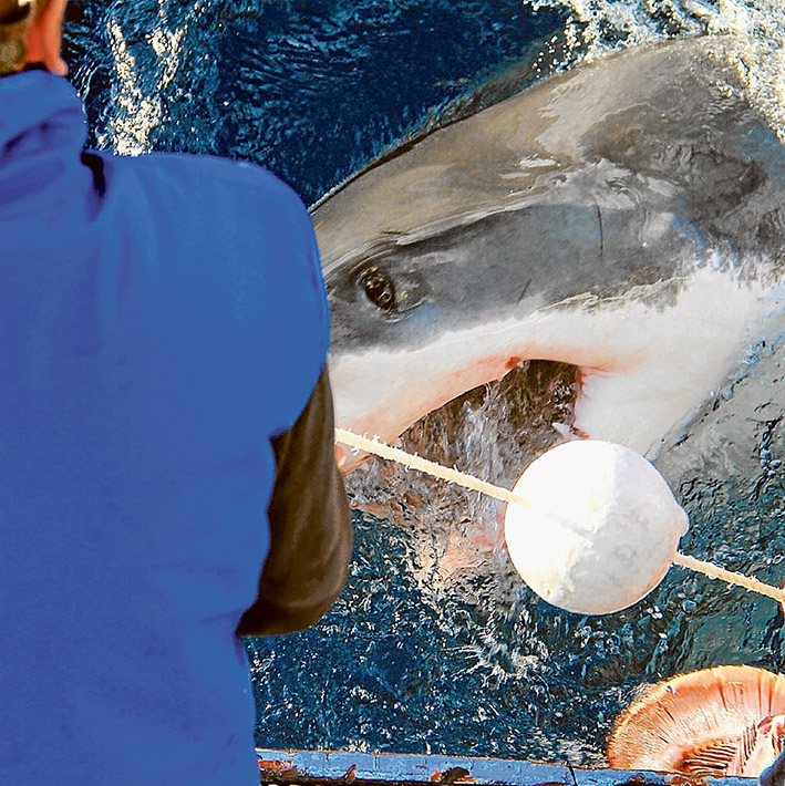 tagging shark