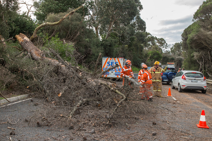 Trees Down Nep Hwy Mt Eliza. A large Pine Tree fell over the Nepean Highway between Mt Eliza Way and Old Mornington Rd, Three cars were damaged but luckily nobody was hurt. CFA, SES and Police attended. The driver of a van who was delivering one of his magazines the "Mornington Peninsula Magazine" was very lucky, if he had a passenger in the van things might not have turned out as well. One of the branches smashed the windscreen and a large branch went through the van into the rear compartment. Another woman had a baby in a child seat and the car was damaged but nobody was hurt. There was a third and maybe a fourth car that was damaged. Traffic was held up at the start but then the traffic was diverted as the Nepean Highway was closed off until the tree could be cleared. The driver of the van is Archie I will send through details later, he said he started Pearl Magazine.