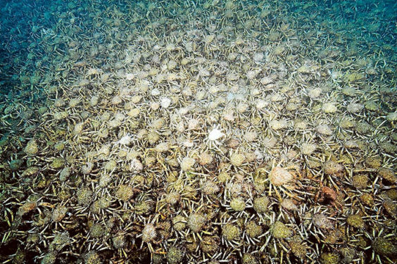 crabs4