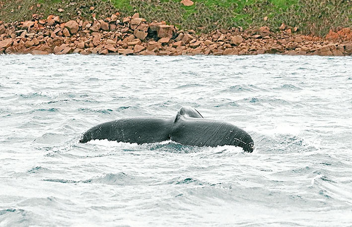 Annual visit: This humpback whale rising to the surface off Cape Woolamai, Phillip Island, was photographed by the Dolphin Research Institute which operates with a Department of Environment, Land, Water and Planning research permit.