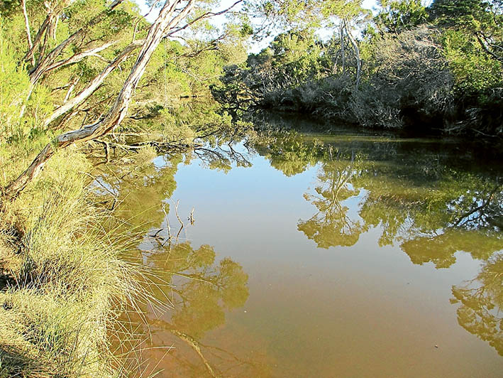 Still waters: Members of BERG Mt Martha are monitoring the health of Balcombe Creek. Picture: Keith Platt