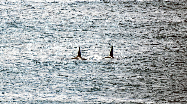 Univited visitors: Members of a pod of killer whales patrolling off Seal Rocks are known to regular whale watchers. Picture: Robyn Raven. Left, seals are wary of entering familiar while the killers are about. Picture: Keith Platt