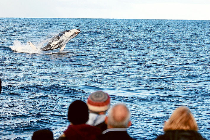 Picture: Makala Peter, Wildlife Cruises