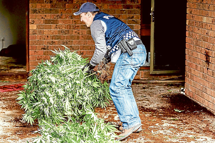 On a high: Police seized 164 cannabis plants from the Eastbourne Rd, Rosebud, house last Thursday. Picture: Yanni