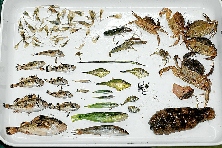 Night catch: Hugh Kirkman prepares a beam trawl over seagrass meadows at Yaringa Marine Park, below, and, above, some of of the net results.
