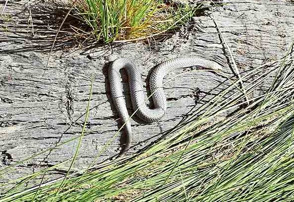 snake2