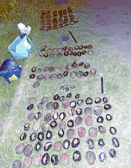 Part of the illegal catch of abalone seized at Rye.