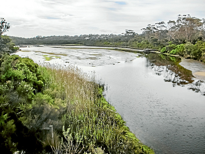 Silt is clogging up Balcombe Creek, impeding flows and destroying seagrass beds that provide food for fish and birds. Picture: Keith Platt