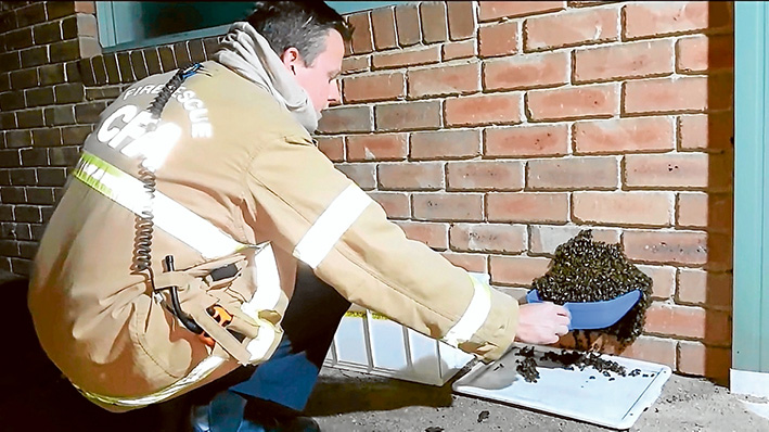 Bee-line: Steady hands as Simon Mildren prepares to relocate this Mt Martha hive.