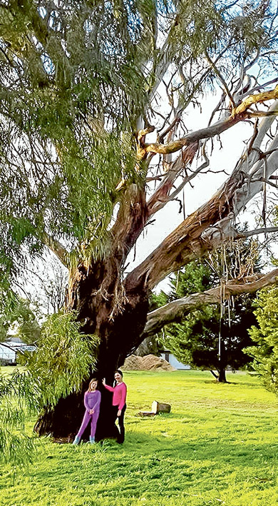 old-tree-removal-spn