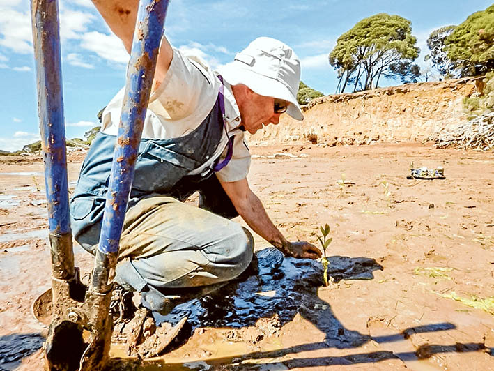 Hand sown: Ranger Thierry Rolland, planting mangrove seedlings to prevent foreshore erosion in Western Port.