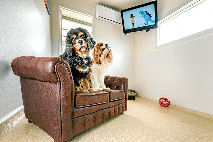 TV pawsed for thoughts: Cavalier King Charles spaniels Gemma, left, and Froddo enjoy relaxing at the Dog Country Club and Kennel Resort. Picture: Gary Sissons