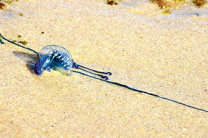 Washed up: A bluebottle on Mt Martha beach. They are becoming common all over bay and ocean beaches.            Picture: George Russell