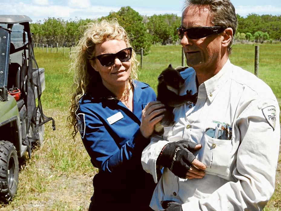 Homefinders: Scott Coutts, of parks Victoria and Abby Smith (DELWP) on French Island collecting koalas for transporting to Tallarook. Picture: Alan Webster