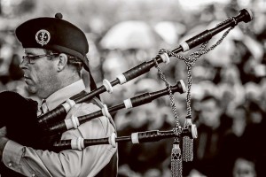 ANZAC ROSEBUD