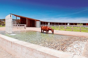horses1