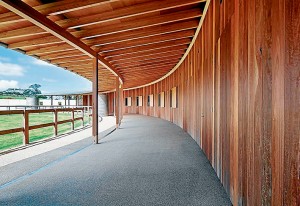 horses3
